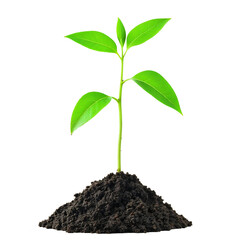 Fresh green plant seedling with bright leaves growing from small mound of dark soil against transparent background, symbolizing growth, new beginnings and nature