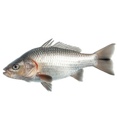 Fototapeta premium a whole fish. showcasing its shiny scales and natural features against a white background this presentation emphasizes the fish's anatomy. making it suitable for culinary or educational purposes
