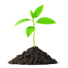 Fresh green plant seedling with bright leaves emerging from a small mound of rich dark soil,...