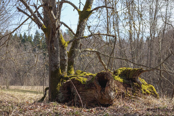 
a large, moss-covered stump located in a landscape of leafless trees.