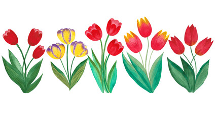 Collection of tulips hand painted in watercolor. Bright flowers.
