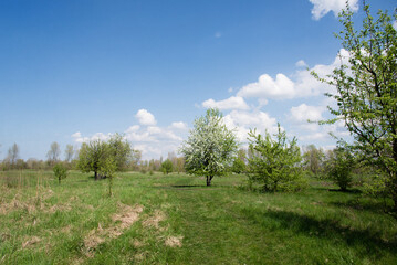grass and trees in a meadow on a sunny spring day