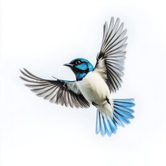 flying bird isolated on white