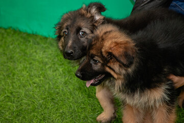 Purebred German Shepherd puppies play in a dog hotel.