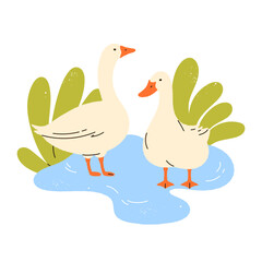 Two geese in pond. Domestic animals outdoors. Poultry farming concept. Harmony with nature vibe. Cottagecore and rustic farm countryside aesthetic. Isolated vector illustration
