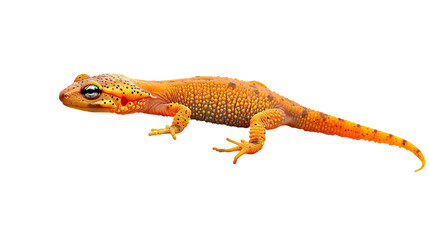 Obraz premium Newt gracefully perched on a vibrant fern leaf against a pristine white backdrop