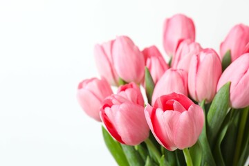 Beautiful fresh tulips on white background