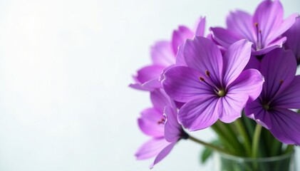 Obraz premium Close-up of vibrant violet flowers on white background, isolated, nature, floral