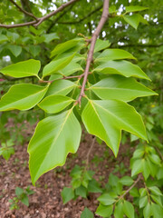 Obraz premium Branch of tuliptree with vibrant green leaves, tuliptree, tulipwood, fiddletree, branch, leaves, nature, forest