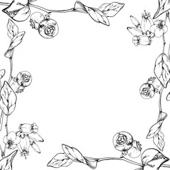 Blueberry blackberry with white line bell flowers, hand drawn in ink vector, ripe forest berry bunch on branches. Isolated botanical frame illustration. Restaurant, dessert cafe menu, farmers market