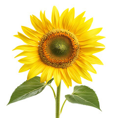 Obraz premium Vibrant Sunflower A Stunning Bloom of Summer