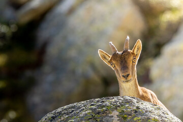 Bouquetin juv&eacute;nile