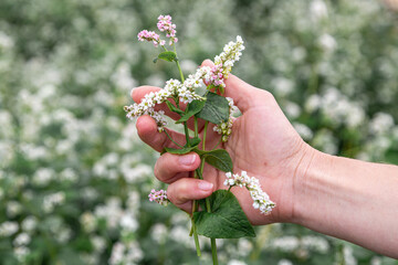 hand showing blooming buckwheat in the fall