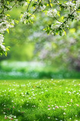 Obraz premium Vibrant spring background of green grass with white flowers and bokeh with copy space