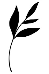 Leaf silhouette png olive branch, collage element, transparent background