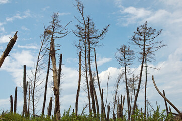 Obraz premium dead and sick pine trees suffering from drought pests 