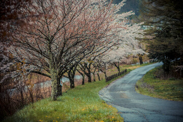 Cherry blossoms in spring in Nagano, Japan