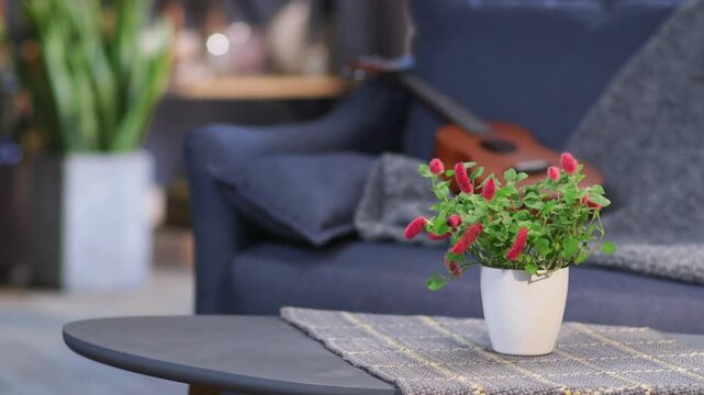 A vibrant white pot with red fuzzy flowers of a Amaranthus chinensis (chenille plant) placed on a modern coffee table with a grey textured tablecloth in a warm interior background.