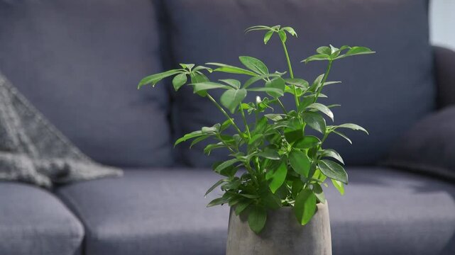 A lush Schefflera plant with vibrant green leaves in a modern gray pot, set against a cozy indoor background with a blue couch and soft lighting.