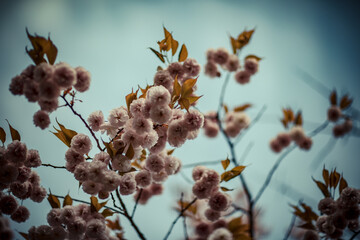 Cherry blossoms in spring in Nagano, Japan
