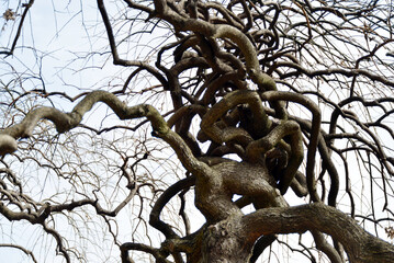 シダレエンジュ　自然の造形