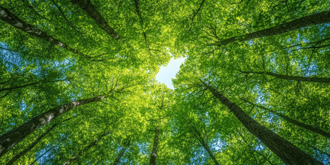 Obraz premium vibrant view of forest canopy with lush green leaves and tall trees reaching towards sky, creating serene and peaceful atmosphere