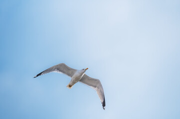 Beautiful sunny sky with white clouds and flying seagull birds
