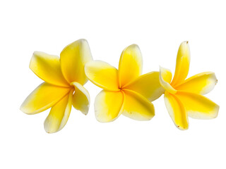 Horizontal arrangement of frangipani blossoms with bright petals on white isolated on transparent background. PNG transparency