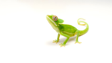 Fototapeta premium Bright green chameleon on white background