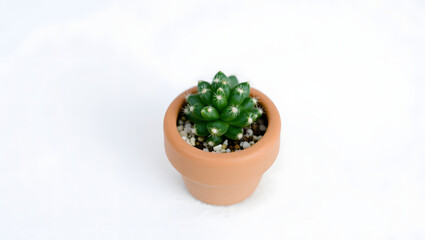 a small cactus in a clay pot. The cactus is green with tiny white spots and is planted in a clay pot