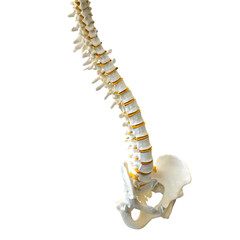 Fototapeta premium Human Spine Anatomy: Detailed Image