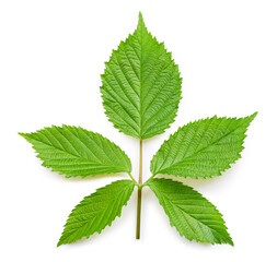 leaf isolated on white background Clipping path