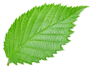 leaf isolated on white background Clipping path