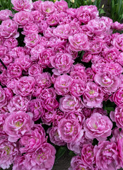 Obraz premium Pink tulip called Livorno, Double Late group. Tulips are divided into groups that are defined by their flower features