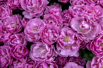 Pink tulip called Livorno, Double Late group. Tulips are divided into groups that are defined by their flower features