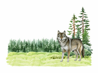 Grey wolf in coniferous forest landscape watercolor vintage style illustration. Hand drawn Canis lupus in wild nature scene. Wild big grey wolf forest animal in woodland landscape background
