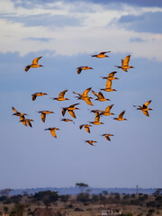 Flock of red-billed queleas (Quelea quelea) flying at sunset, Etosha National Park, Namibia.