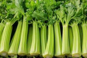 Obraz premium Celery Field. Lush Green Plantation in Rustic Rural Farm Setting