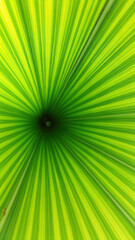 Obraz premium Lush Green Foliage Close-Up of Vibrant Natural Tropical Plant Leaves Background