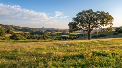 Fototapeta premium Bright green hills stretch across the horizon, dotted with trees, illuminated by the gentle light of a late afternoon sun, creating a serene and picturesque countryside view