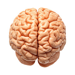 Naklejka premium Human brain isolated on transparent background