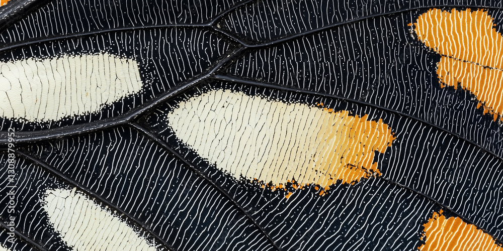 Poster close up of butterfly wing with delicate patterns and vibrant colors