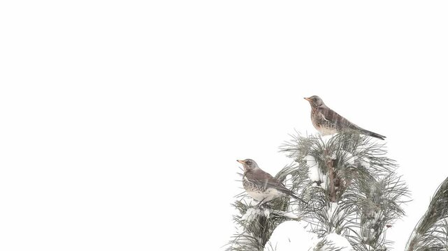 Fieldfares under snowfall (Turdus Pilars)