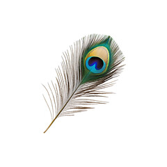 Obraz premium Peacock feather isolated on transparent background