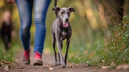 Greyhounds enjoy a stroll through green trails with their owners during a sunny day in a park. Adopt a Greyhound Month