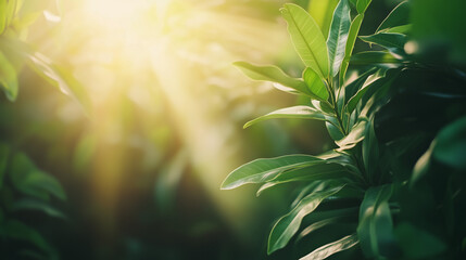 Obraz premium Fresh healthy green bio background with abstract blurred foliage and bright summer sunlight. Space for your text or advertising.
