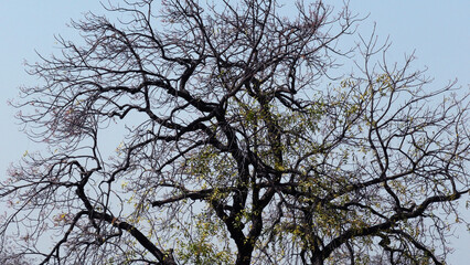 Fototapeta premium Skeleton trees with zigzag branches in the wild