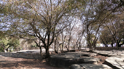 Fototapeta premium Dry trees with zigzag branches in the summer