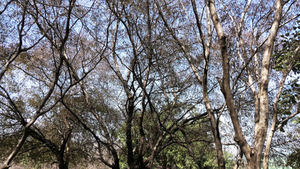 Fototapeta premium Skeleton trees with zigzag branches in the wild