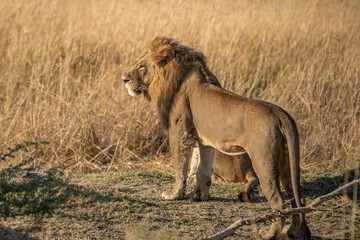 Big lion lying on savannah grass. Landscape with characteristic trees on the plain and hills in the background